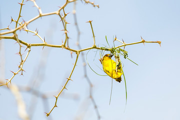 The eastern golden weaver (Ploceus subaureus) is a species of bird in the family Ploceidae. It is found in eastern and south-eastern Africa.