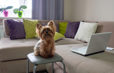Small funny pet dog yorkshire terrier is working on laptop computer at home office. Online learning and working concept.  Distance education on the sofa