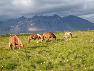 Island-Ponys