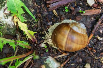 Schnecke mit Schneckenhaus auf Waldboden