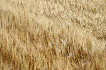The field of ripe barley
