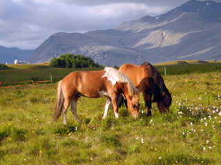 Fototapeta na wymiar Island-Ponys