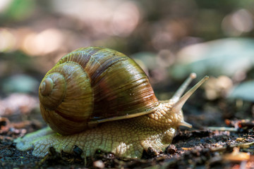 Schnecke mit Schneckenhaus auf Waldboden