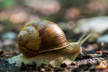 Schnecke mit Schneckenhaus auf Waldboden