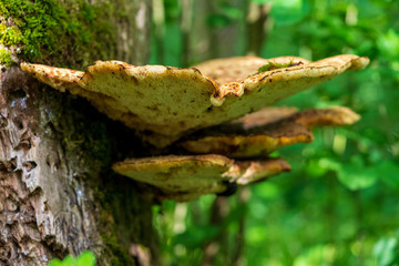 Baum mit Schwamm