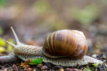 Schnecke mit Schneckenhaus auf Waldboden