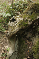 close up wooden waves texture in forest