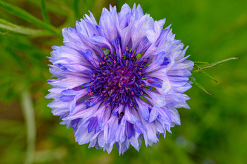 Obraz premium Chaber na łące