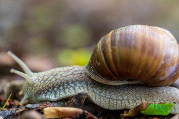 Schnecke mit Schneckenhaus auf Waldboden
