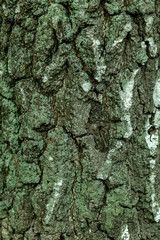 Texture of an old birch trunk.