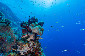 Naklejka na ściany i meble Korallenriff beim Tauchen auf den Philippinen
