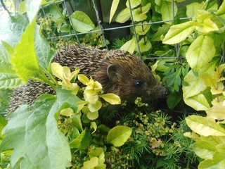 hedgehog in the grass © Александр Клевцов