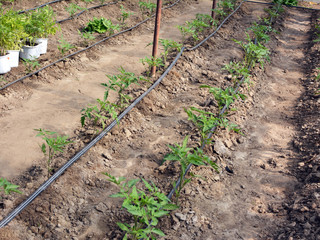 Greenhouse with drip irrigation when growing tomatoes