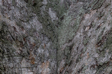 

Texture of fruit tree bark.
