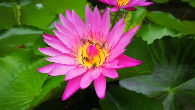 Bees @ Work