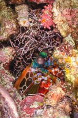 Fangschreckenkrebs, Mantis Shrimp,  beim Tauchen auf den Philippinen