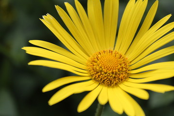  photo flower close-up in the garden on the lawn. large yellow petals.the plant blooms in spring and summer.
