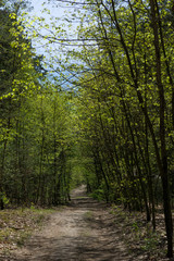 Forest road