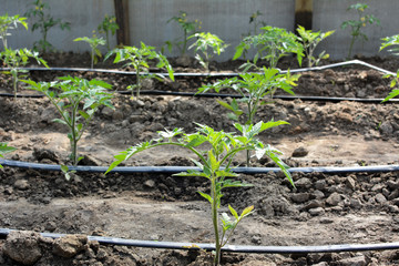 Greenhouse with drip irrigation when growing tomatoes