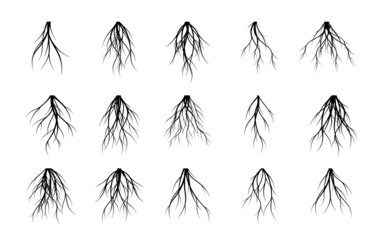 Set Vector Roots. Trees and element of nature. 