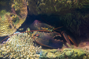 marine lobster crab in a reef aquarium, looking out from its cave