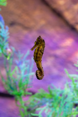 one seahorse in an aquarium with green algae and purple background lighting