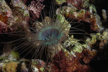 Röhrenwurm beim Tauchen auf den Philippinen