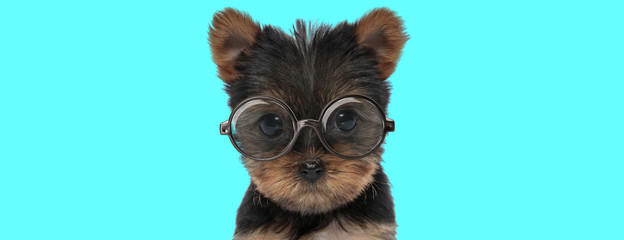 Yorkshire Terrier dog sitting, wearing eyeglasses, looking at camera