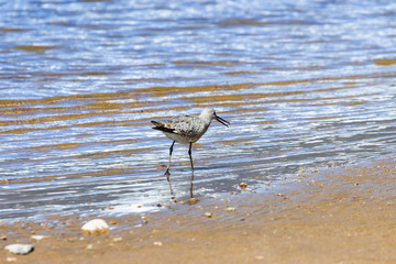 Stilted Sandpiper on Turquois Lake
