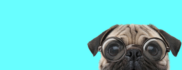 Pug dog hiding his face from camera, wearing eyeglasses