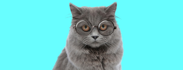 funny British Longhair cat looking at camera with big eyes