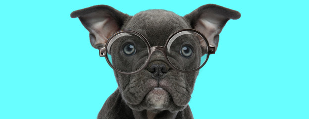 young American Bully dog looking at camera, wearing eyeglasses