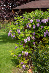 Chinesische Wisteria (Wisteria sinensis) windet sich an einem Gartenhaus hoch- CChinesicher Blauregen 