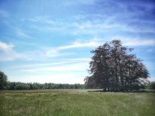 lonely tree in the field