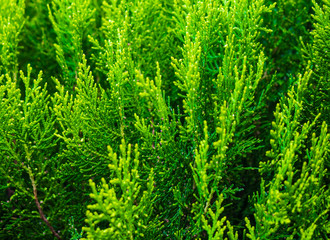 green leaves background of a bush