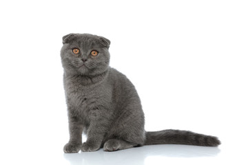 adorable scotish fold kitty sitting on white background
