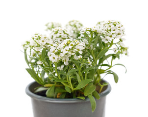 White lobularia in a pot.