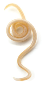 White roundworm parasite.