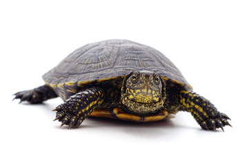 Wild black turtle.