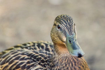 Ente