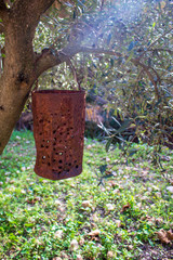 Bote colgado en la rama de un árbol.
