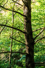 Forest, big tree trunk