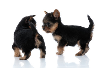 couple of two cute yorkshire terriers standing face to face