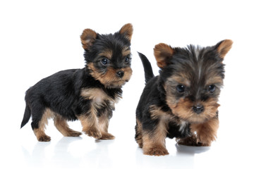 adorable couple of yorkshire terrier playing and running