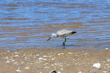 Stilted Sandpiper on Turquois Lake