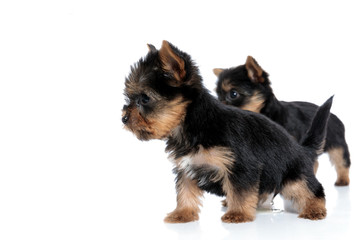 side view of couple of yorkshire terrier looking to side