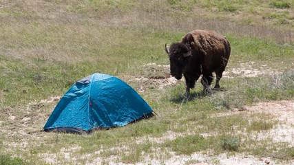 Wild bison getting too close to a tent in the wilderness of Badlands National Park (South Dakota). © Patrick