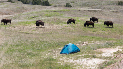 Wild bison getting too close to a tent in the wilderness of Badlands National Park (South Dakota).