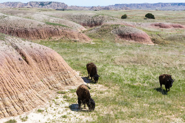 Wild bison grazing on the mounds of South Dakota's Badlands National Park.
