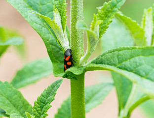 Kleiner Käfer  - Blutzikade (cercopis vulnerata) an einem Schmetterlingsflieder